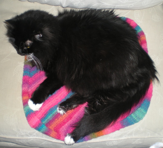 Rufus on handknit cat mat.